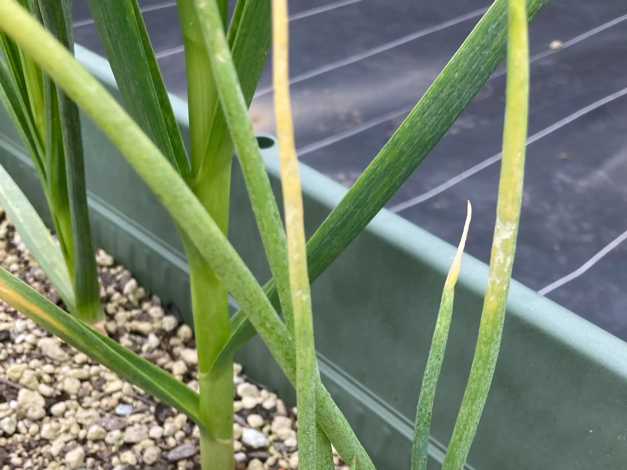 コスパ最強野菜