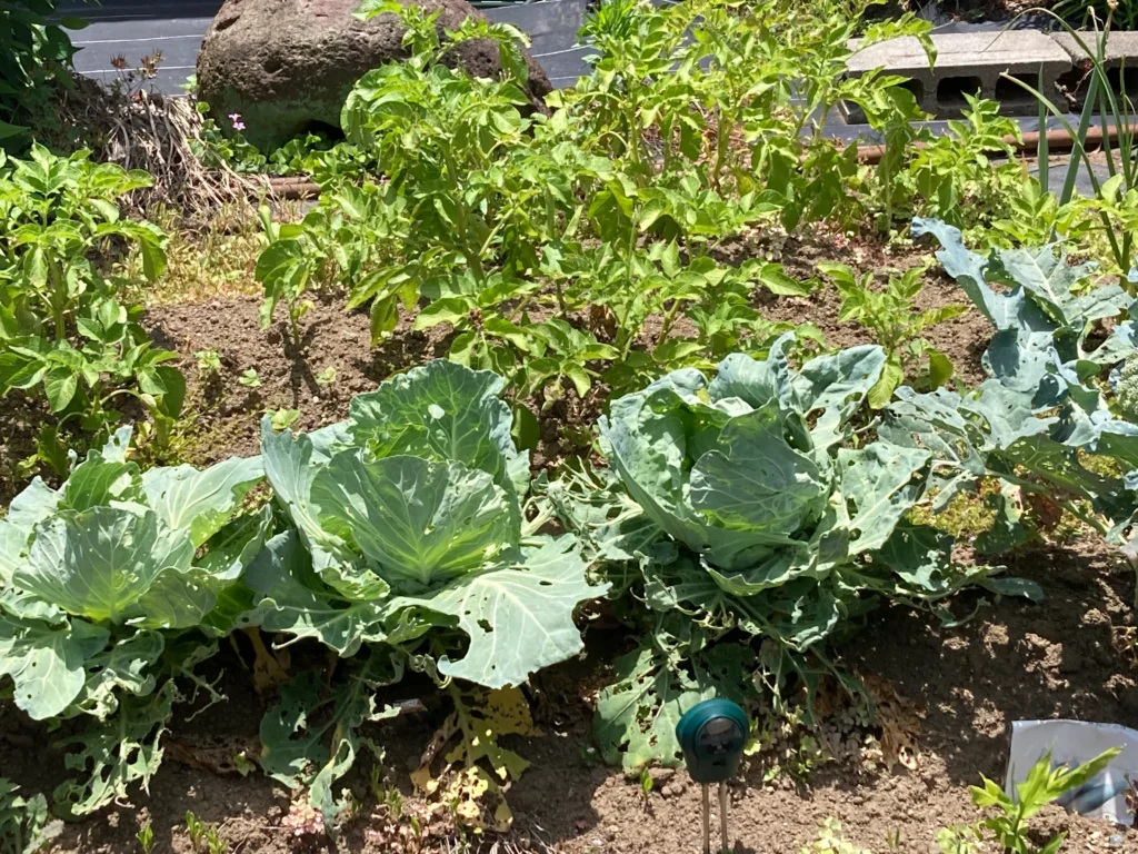 家庭菜園虫対策