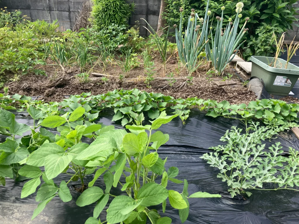 家庭菜園虫対策