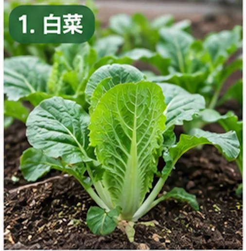 秋植え白菜