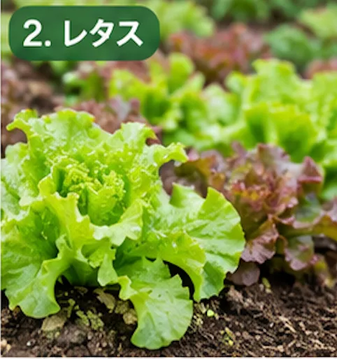 秋に植える野菜
