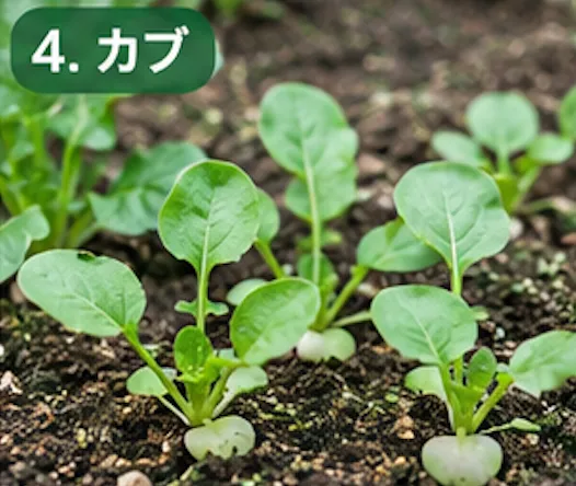 秋に植える野菜