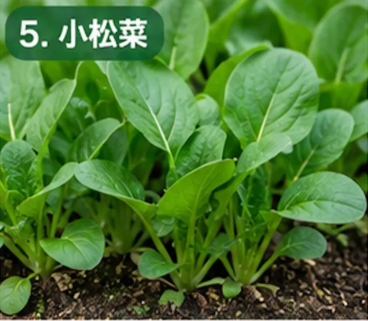 秋に植える野菜