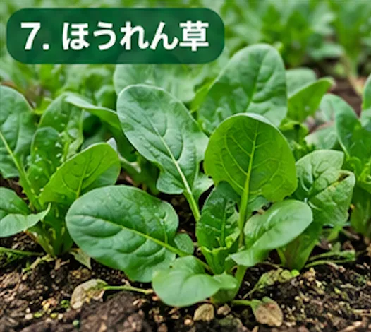 秋に植える野菜
