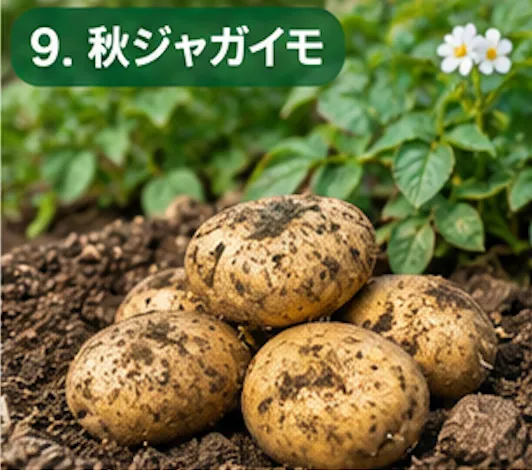 秋に植える野菜