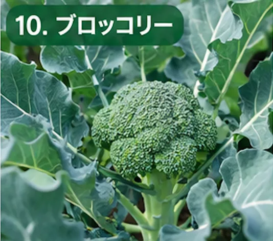 秋に植える野菜