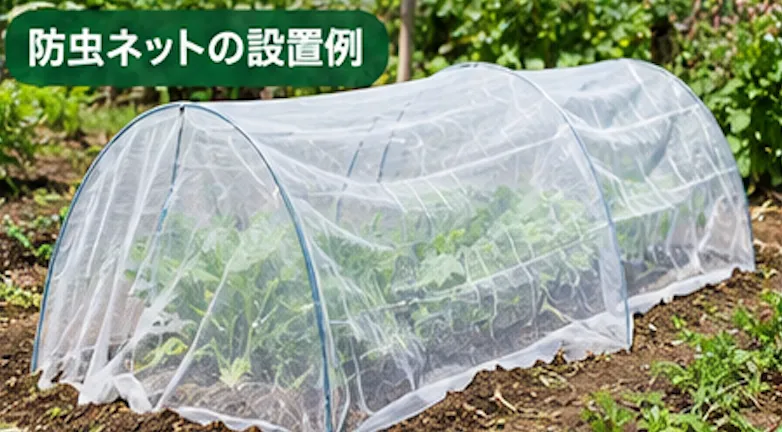 秋に植える野菜