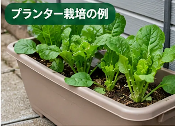 秋に植える野菜