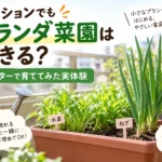 ベランダ菜園