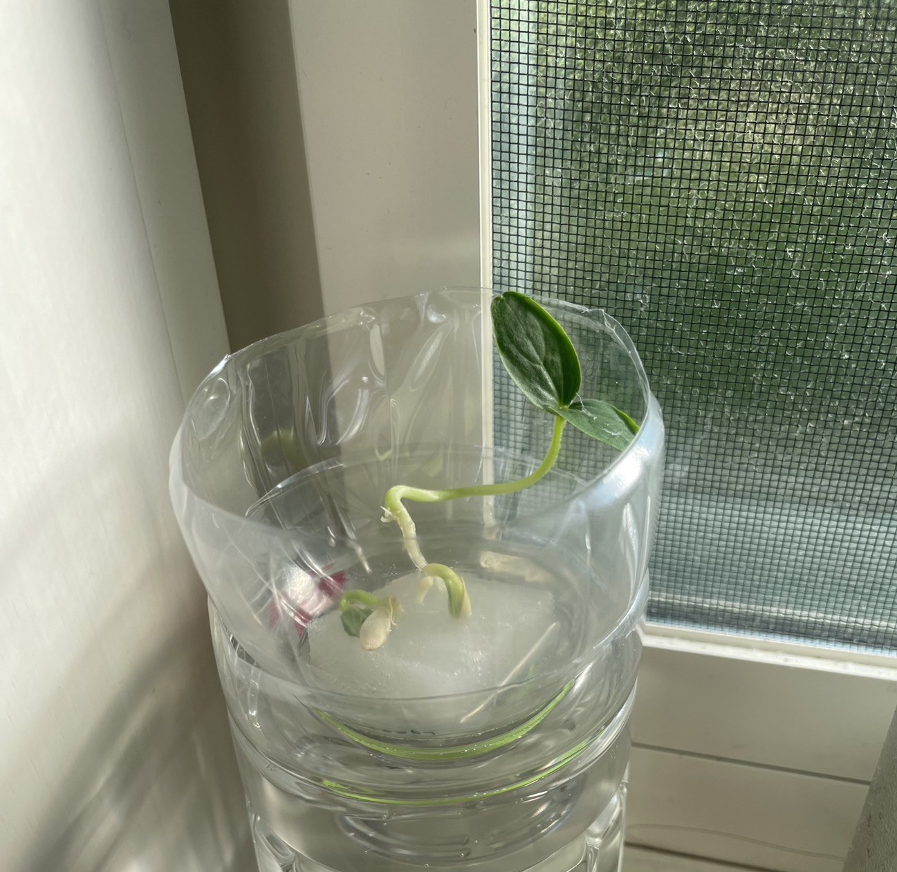 ペットボトルで育てるきゅうりの水耕栽培