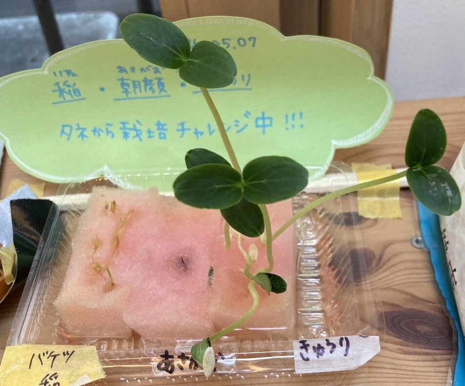 「タネから栽培チャレンジ中」と書いた札とスポンジの苗