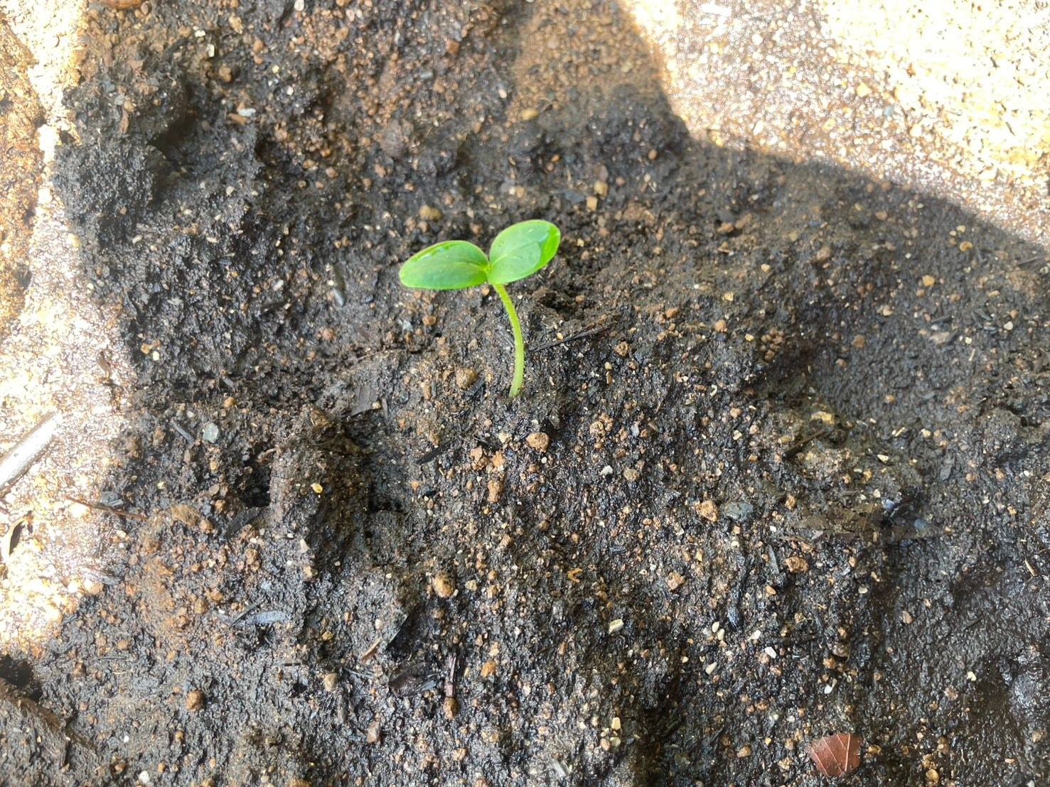 土に触れて育ちはじめた小さな芽