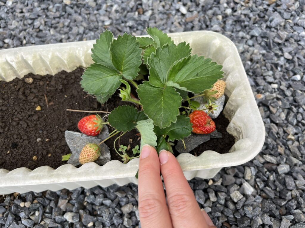 赤く色づいたいちごと、これから色づく実